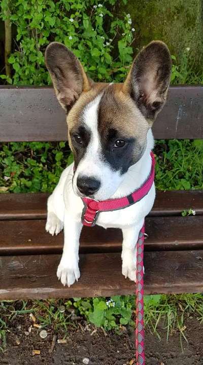 Welpen Bilder !-Beitrag-Bild