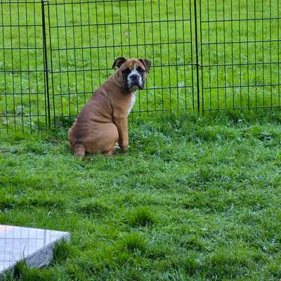 Hundetreffen-Welpentreffen-Bild