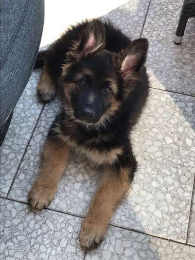 Rassen und ihre Eigenschaften-Beitrag-Bild