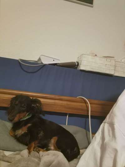 Hundetreffen-Gassi gehen für kleine Hunde-Bild