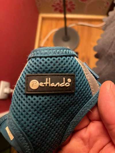 Geschirr für Dackel-Beitrag-Bild