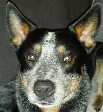 Zeig deinen Hund in der Kalender-Collage-Beitrag-Bild