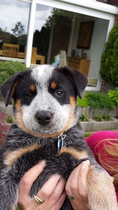 Australian Cattle Dog-Beitrag-Bild