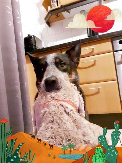 Australian Cattle Dog-Beitrag-Bild