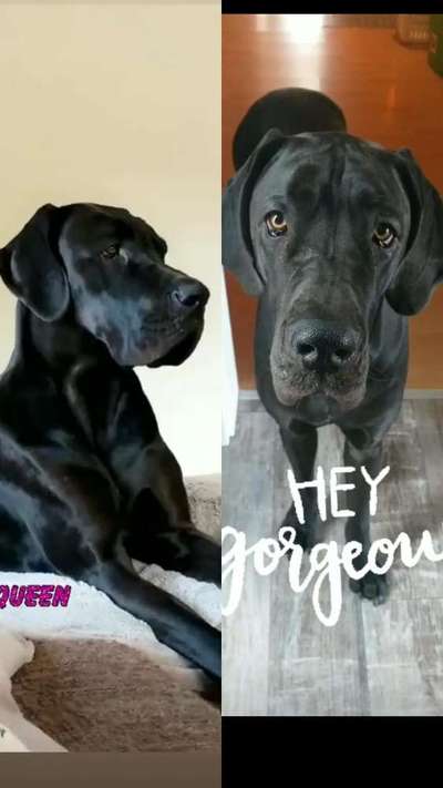 Deutsche Doggen Besitzer zeigt euch-Beitrag-Bild