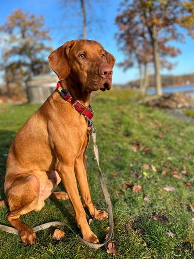 Hundetreffen-Gassi im Wald-Bild