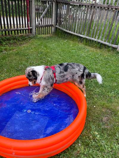 Der Gewichts-Thread-Beitrag-Bild