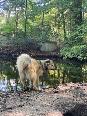 Hundeauslaufgebiet-Hakenfelde-Bild