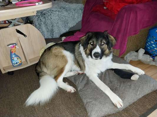 Mischlingshunde Foto Aufruf-Beitrag-Bild