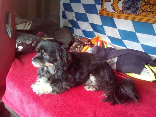 Mischlingshunde Foto Aufruf-Beitrag-Bild