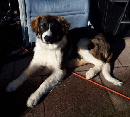 Mischlingshunde Foto Aufruf-Beitrag-Bild