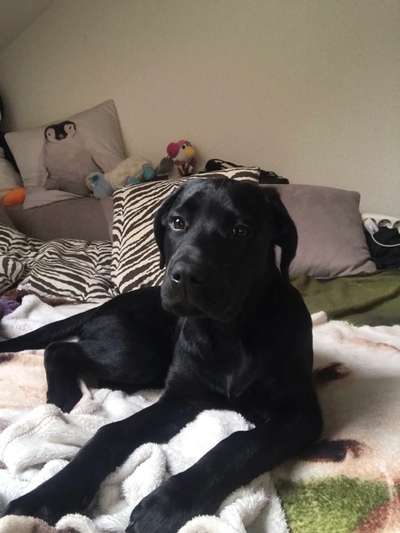 Labradorfans-Beitrag-Bild