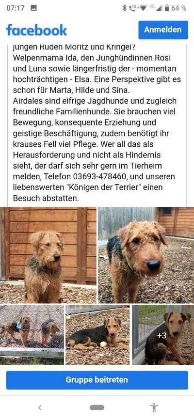 Airedale Terrier-Beitrag-Bild