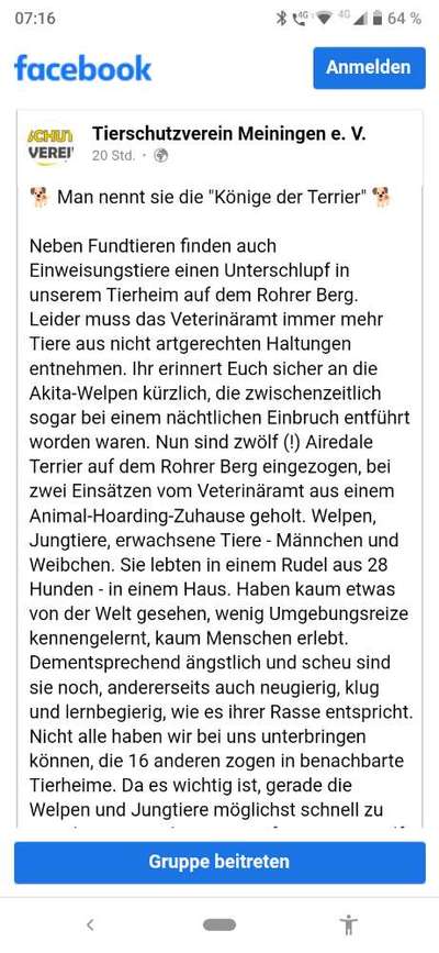 Airedale Terrier-Beitrag-Bild