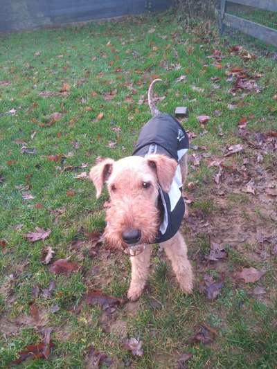 Airedale Terrier-Beitrag-Bild