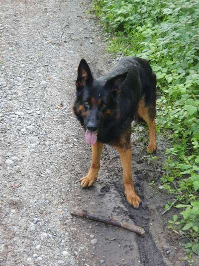 Deutsche Schäferhunde, Belgische Schäferhunde.-Beitrag-Bild