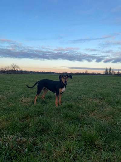 Beagle mischlinge!!-Beitrag-Bild