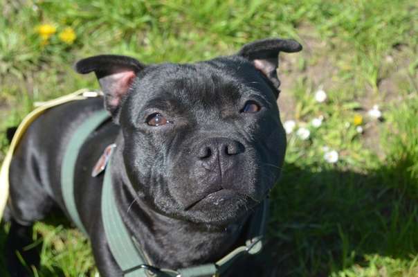 Hundetreffen-Trainingspartner für Winston-Bild