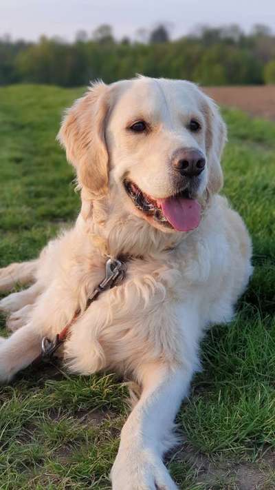 Wo sind die Golden Retriever Liebhaber?-Beitrag-Bild