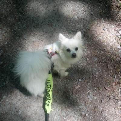 Hundetreffen-Social Walk-/Trainingspartner gesucht-Bild