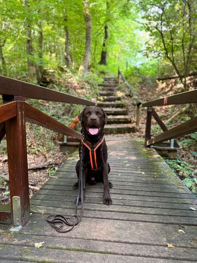 Hundetreffen-Gemeinsames Training / Spazieren-Bild
