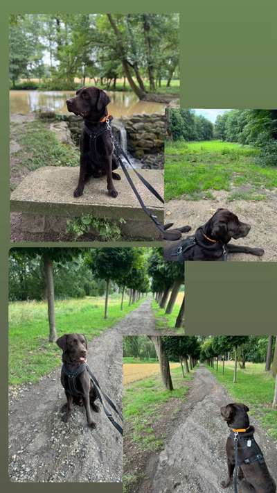 Hundetreffen-Spaziergänge/Training-Bild