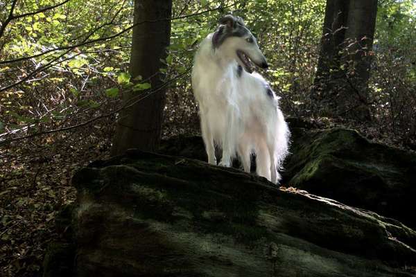 Hundetreffen-Kamera und Hund-Bild