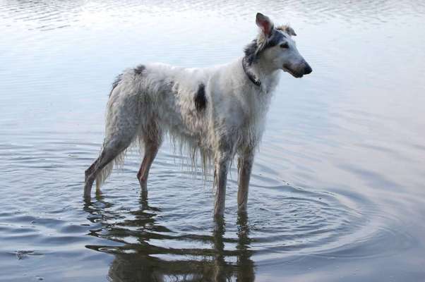 Windhunde - Treffen der besonderen Schönheiten
HERZLICH WILLKOMMEN-Beitrag-Bild