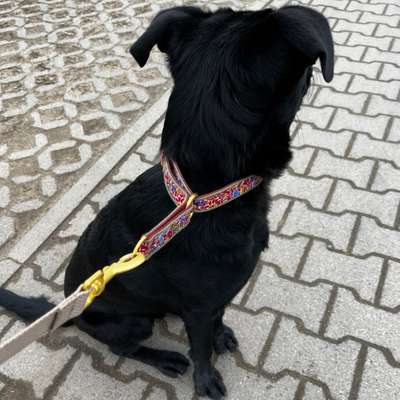 Hundetreffen-Abstandsspaziergänge-Bild