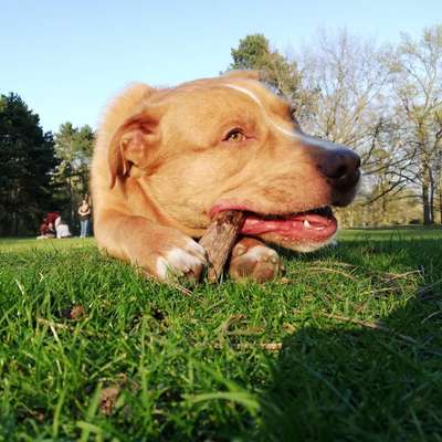 Hundetreffen-Ich suche für mich und meinem Hund Möglichkeiten zum trainieren mit Andre Hunde.-Bild