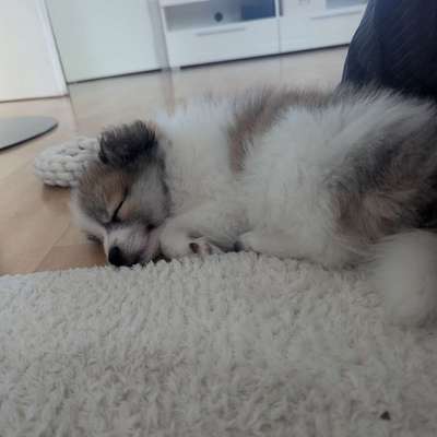 Hundetreffen-Welpenspielen/Welpentreff/kleine Hunde-Profilbild