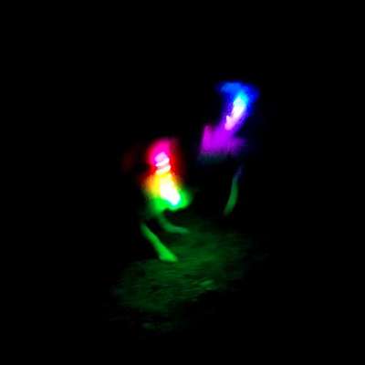 Leuchthalsband Langhaar-Beitrag-Bild