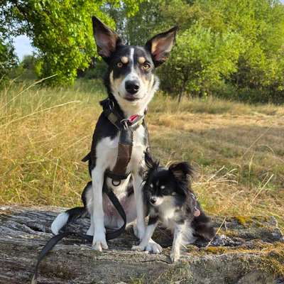 Hundetreffen-Gassitreff/Wandern/Hundesport-Bild