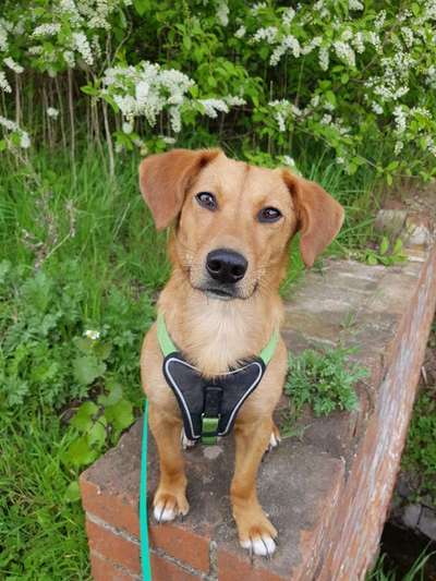 Die Dogorama Monats Challenge "Es grünt und blüht"-Beitrag-Bild