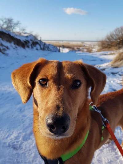 Die Dogorama Kalender Challenge Teil 2/4-Beitrag-Bild