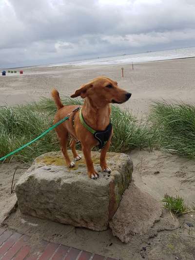 Die Dogorama Wochen Challenge: “Dein Hund im Urlaub”-Beitrag-Bild