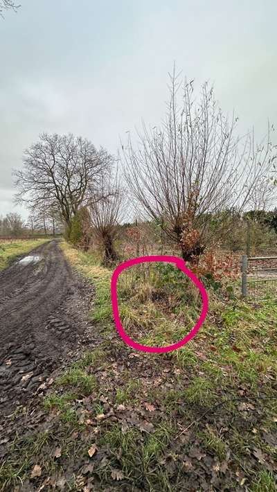 Giftköder-Rostiger Stacheldraht auf dem Boden-Bild