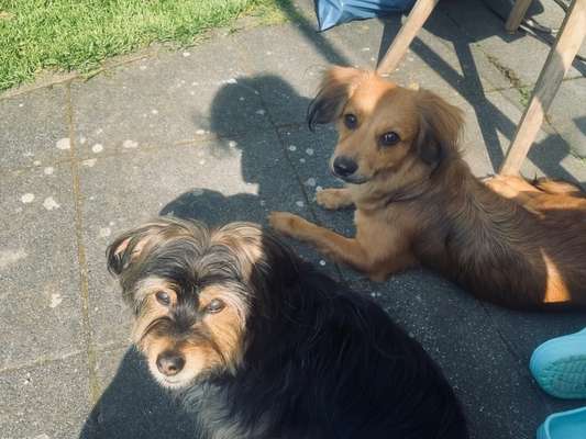 Auslandstierschutz-Beitrag-Bild