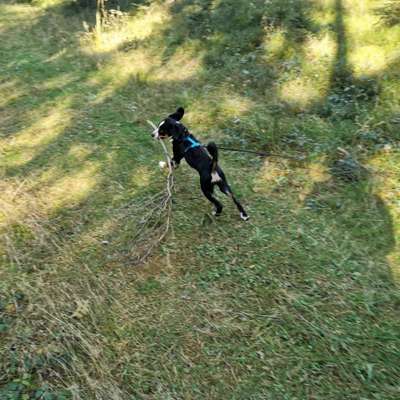 Hundetreffen-Welpen/Junghund Runde Pressath-Bild