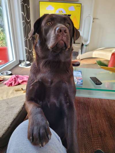 Dogorama Photo Challenge - Hundeblick zum hinschmelzen-Beitrag-Bild