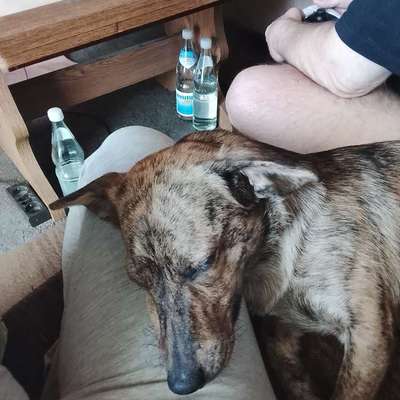 Hundetreffen-Hundetreffen in Dortmund am Hoeschpark-Bild