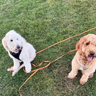 Hundetreffen-Hundespaziergang in Husum-Bild
