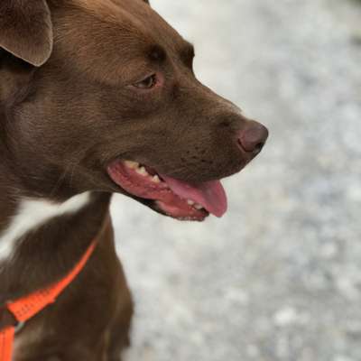 Hundetreffen-Spazieren im Pinzgau