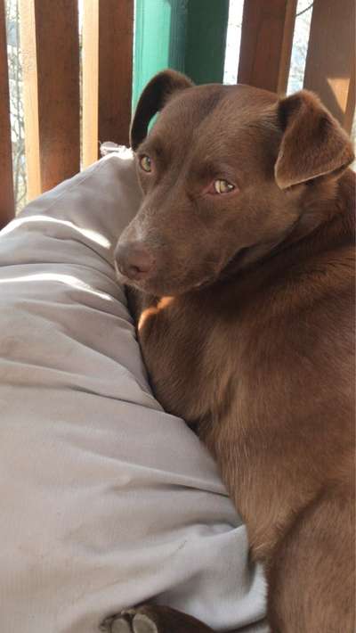 Welchen Hund hast du?-Beitrag-Bild