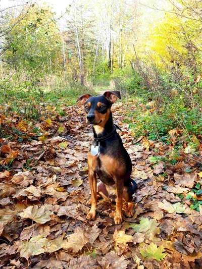 Wo habt ihr eure Hunde her ?-Beitrag-Bild