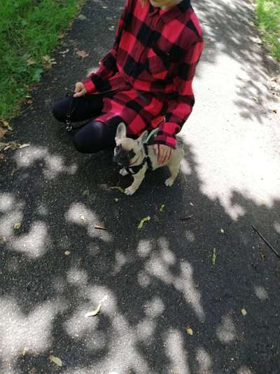 Welpen Bilder !-Beitrag-Bild