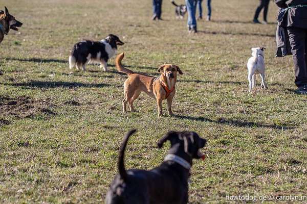 Hundetreffen-(Social Walks)-Bild