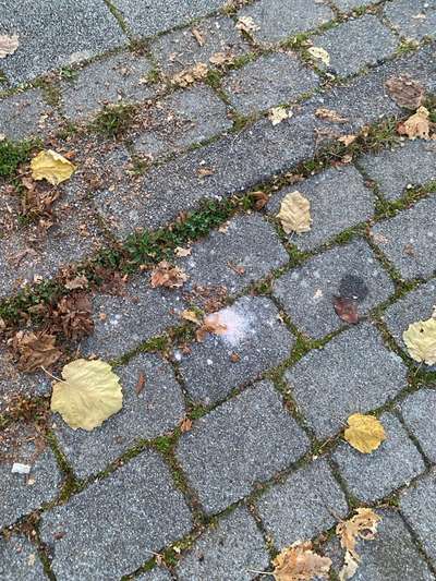 Giftköder-Rosa Pulver auf der Straße in Pflugfelde-Bild