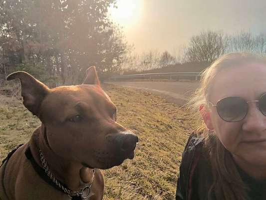 Hundetreffen-Gemeinsam Gassi-Runde laufen-Bild