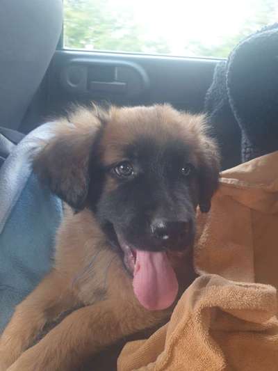 Welpen Bilder !-Beitrag-Bild